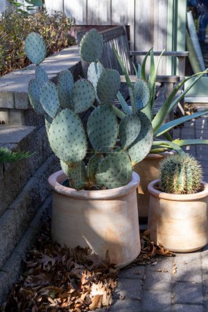 Vue rapprochée de cactus en pot et d'aloès dans un patio de jardin extérieur, avec une lumière du soleil tamisée