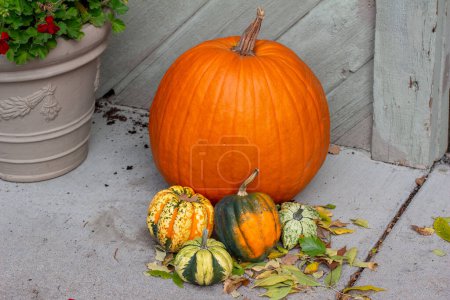 Téléchargez les photos : Gros plan texture fond d'un groupe de gourdes d'automne colorées, courge et une citrouille sur un trottoir - en image libre de droit