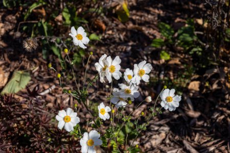 Téléchargez les photos : Cadre complet macro texture fond de couleur blanche fleurs d'anémone japonaise (eriocapitella hupehensis) en fleurs - en image libre de droit