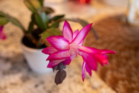 Macro abstract defocused view of deep pink flower blossoms blooming on a schlumbergera truncata (Thanksgiving cactus) plant.