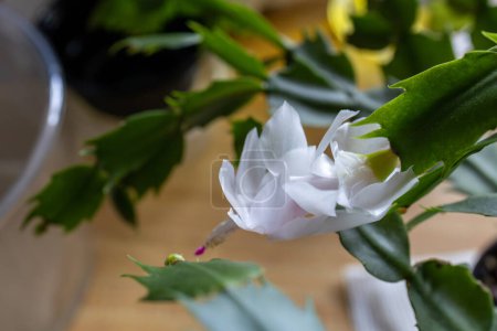 Macro abstract defocused view of delicate white flower blossoms in bloom on a schlumbergera truncata (Thanksgiving cactus) plant