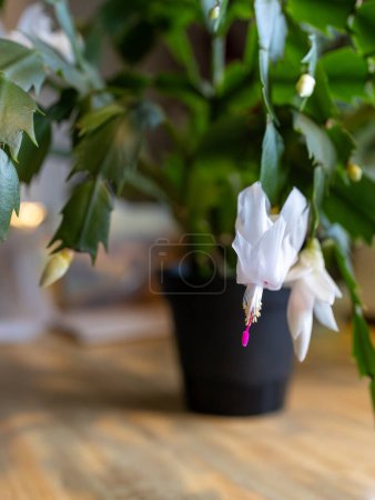 Makroabstrakte, defokussierte Ansicht zarter weißer Blüten auf einer Schlumbergera truncata (Erntedankkaktus) Pflanze