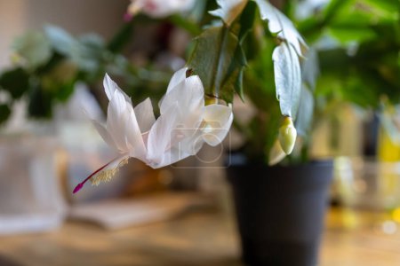 Macro abstrait vue déconcentrée de fleurs blanches délicates en fleurs sur une plante de schlumbergera truncata (Thanksgiving cactus)