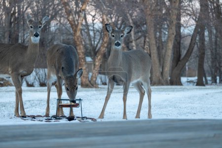 Landscape view of three white-tailed deer eating at a corn feeder in a woodland residential backyard on a winter day