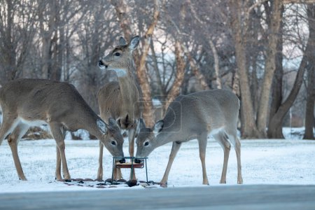Landscape view of three white-tailed deer eating at a corn feeder in a woodland residential backyard on a winter day