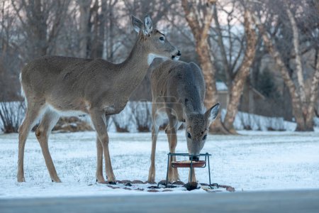 Landscape view of two white-tailed deer eating at a corn feeder in a woodland residential backyard on a winter day