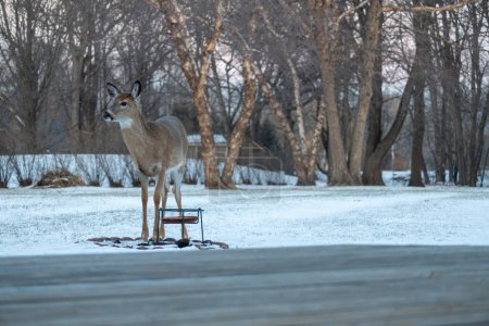 Landscape view of a white-tailed deer eating at a corn feeder in a woodland residential backyard on a winter day
