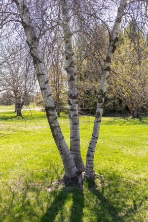 Close up view of a solitary three trunk birch tree on a sunny spring day