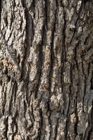 Vollformat-Makro-Hintergrund aus strukturierter Rinde auf einer Eiche (Quercus macrocarpa))