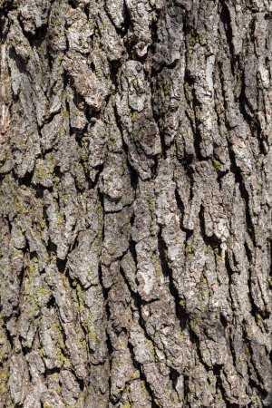 Vollformat-Makro-Hintergrund aus strukturierter Rinde auf einer weißen Sumpfeiche (Quercus bicolor))