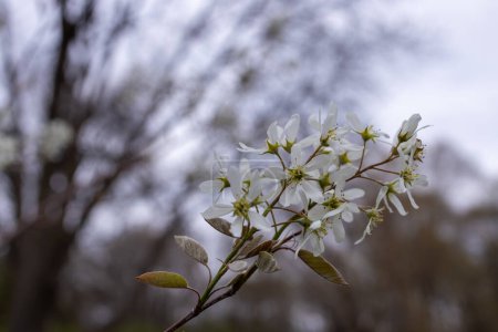 Defokussierte abstrakte Textur Hintergrund von Blumen, die auf einem Serviceberry (amelanchier) Baum im frühen Frühling auftauchen