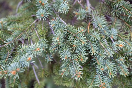Defokussierte abstrakte Textur Hintergrund von jungen Ästen auf einer Colorado Blaufichte (picea pungens) Baum im zeitigen Frühling