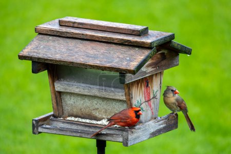 Nahaufnahme eines Kardinals und einer Kardinalin, die auf einem Saflorvogelfutterhäuschen hocken, mit defokussiertem Hintergrund