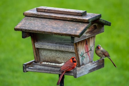 Nahaufnahme eines Kardinals und einer Kardinalin, die auf einem Saflorvogelfutterhäuschen hocken, mit defokussiertem Hintergrund