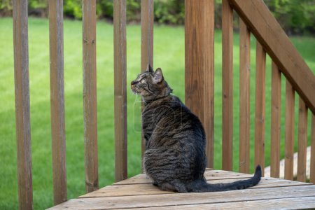 Close up profile view of a gray striped tabby cat sitting on a wooden deck, and looking out over a grassy backyard