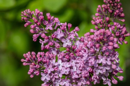 Full frame macro abstract texture background of flower buds and blossoms emerging on a Persian lilac bush (syringa persica)