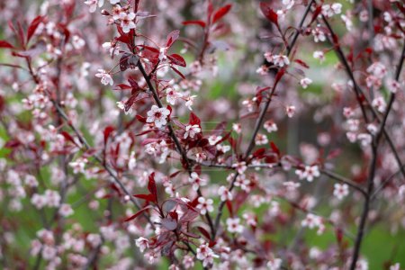 Full frame macro abstract texture background of flower blossoms on a purple leaf sand cherry bush (prunus cistena)