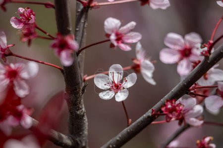 Téléchargez les photos : Cadre complet texture abstraite fond de fleurs sur une feuille pourpre cerisier (prunus cistena) - en image libre de droit