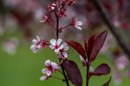 Full frame abstract texture background of flower blossoms on a purple leaf sand cherry bush (prunus cistena)