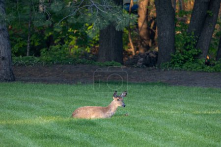 Landscape view of a solitary white-tailed deer (odocoileus virginianus) relaxing in a grassy yard near dusk