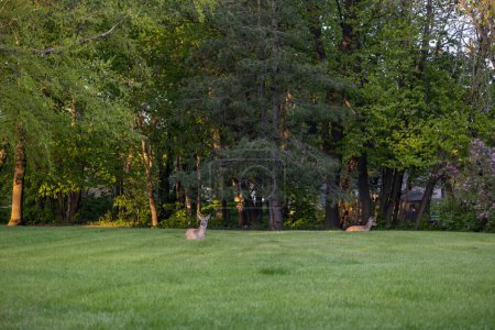 Landscape view of a pair of white-tailed deer (odocoileus virginianus) relaxing in a grassy yard near dusk.