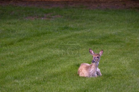 Foto de Vista del paisaje de un ciervo solitario de cola blanca (odocoileus virginianus) relajándose en un patio cubierto de hierba cerca del atardecer - Imagen libre de derechos