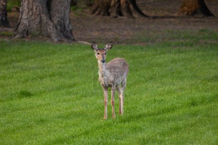 Landscape view of a solitary white-tailed deer (odocoileus virginianus) standing in a grassy yard near dusk