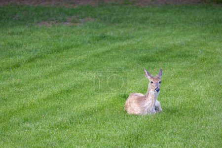 Vista del paisaje de un ciervo solitario de cola blanca (odocoileus virginianus) relajándose en un patio cubierto de hierba cerca del atardecer