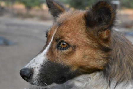 Close up photo of Brown color dog with face view with Brown eyes and Indian breed