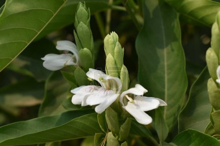 Medicinal Adulsa plant with green leaf and white flower close up view