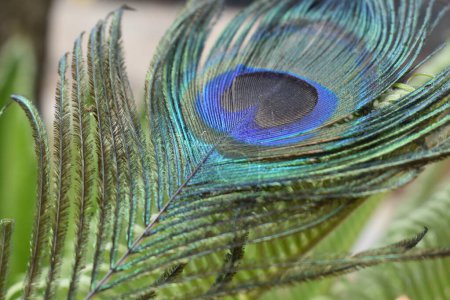 Pluma de pavo real colorido con múltiples colores
