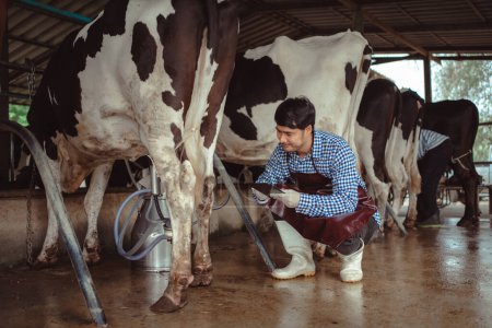 Téléchargez les photos : Agriculteur masculin utilisant la tablette pour vérifier son bétail et la qualité du lait dans la ferme laitière.Industrie agricole, concept d'élevage et d'élevage, Vache sur la ferme laitière mangeant du foin, Cowshed. - en image libre de droit