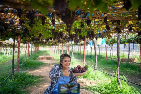 Téléchargez les photos : Les agriculteurs présentent des produits agricoles et vendent des raisins en ligne en direct sur leur téléphone portable. - en image libre de droit