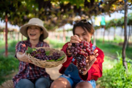 Téléchargez les photos : Les agriculteurs présentent des produits agricoles et vendent des raisins en ligne en direct sur leur téléphone portable. - en image libre de droit