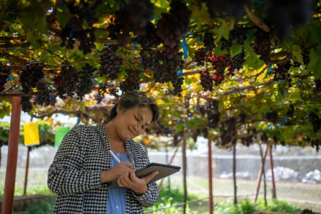Foto de Anciana propietaria de un viñedo está utilizando una tableta para trabajar y comprobar la calidad de las uvas y frutas en el viñedo. - Imagen libre de derechos