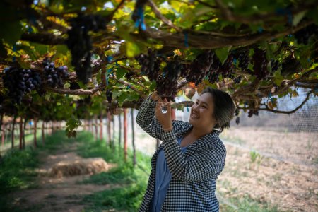 Téléchargez les photos : Femme âgée vignoble coupe des raisins dans le vignoble - en image libre de droit