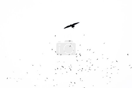 Flying crows hi-res texture for designers works - abstract photo texture of the real crows on the white sky background for adding and editing as background layer in the multiply regime