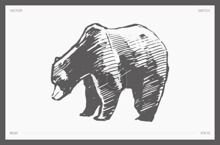 Illustration for Hand drawn vector illustration of bear, sketch. Vector illustration - Royalty Free Image
