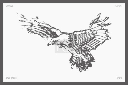 Illustration for Hand drawn vector illustration of bald eagle. Vector illustration - Royalty Free Image