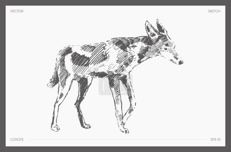 Téléchargez les illustrations : Hand drawn vector illustration of coyote, sketch. Vector illustration - en licence libre de droit