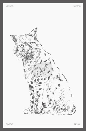 Téléchargez les illustrations : Hand drawn vector illustration of bobcat, sketch. Vector illustration - en licence libre de droit