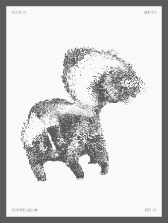 Téléchargez les illustrations : Hand drawn illustration of striped skunk, sketch. Vector illustration - en licence libre de droit
