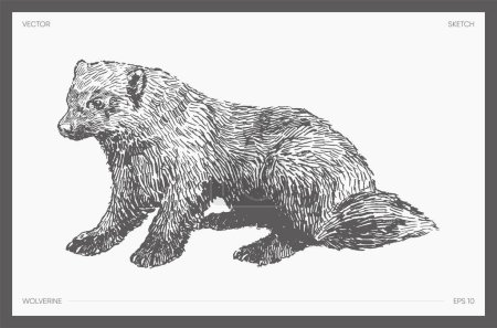 Ilustración de High detail hand drawn vector illustration of wolverine. Vector illustration - Imagen libre de derechos