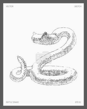 Ilustración de Hand drawn illustration of rattle snake, sketch. Vector illustration - Imagen libre de derechos