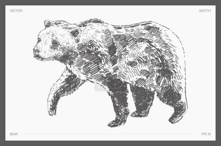 Illustration for Hand drawn vector illustration of bear, sketch. Vector illustration - Royalty Free Image