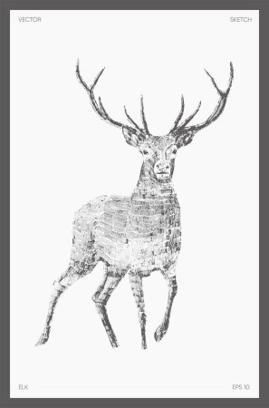 Téléchargez les illustrations : Hand drawn vector illustration of elk, wapiti, deer. Vector illustration - en licence libre de droit