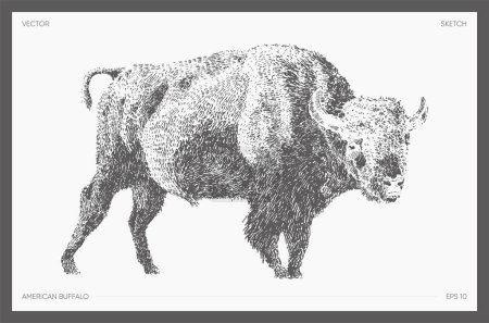 Téléchargez les illustrations : American buffalo realistic drawing sketch. Vector illustration - en licence libre de droit