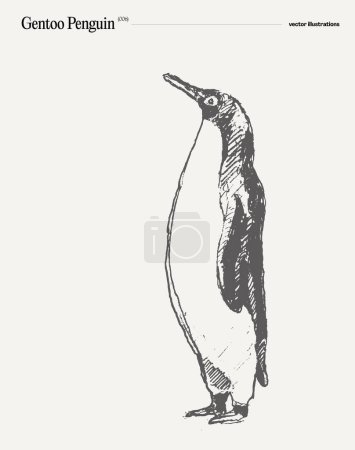 Ilustración de Gentoo Penguin realista ilustración vectorial dibujado a mano, boceto. Ilustración vectorial - Imagen libre de derechos