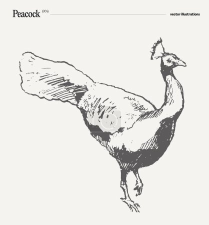 Téléchargez les illustrations : Peacock bird illustration vectorielle dessinée à la main réaliste, croquis. Illustration vectorielle - en licence libre de droit