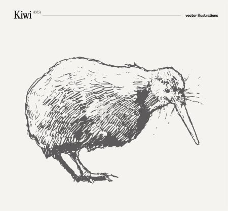 Illustration for Kiwi bird realistic hand drawn, sketch. Vector illustration - Royalty Free Image